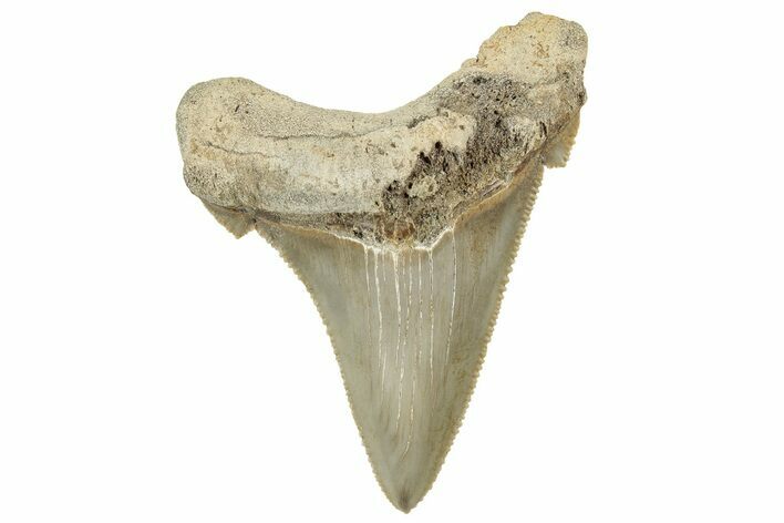 Serrated Angustidens Tooth - Megalodon Ancestor #326379